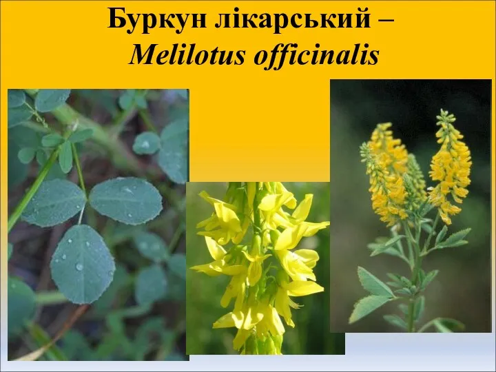 Буркун лікарський – Melilotus officinalis