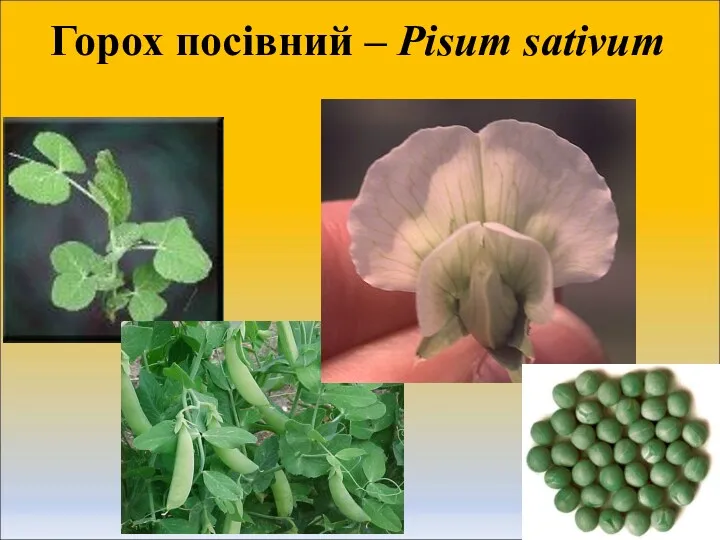 Горох посівний – Pisum sativum