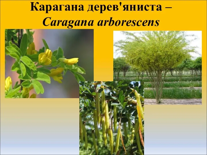 Карагана дерев'яниста – Caragana arborescens
