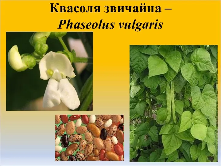 Квасоля звичайна – Phaseolus vulgaris