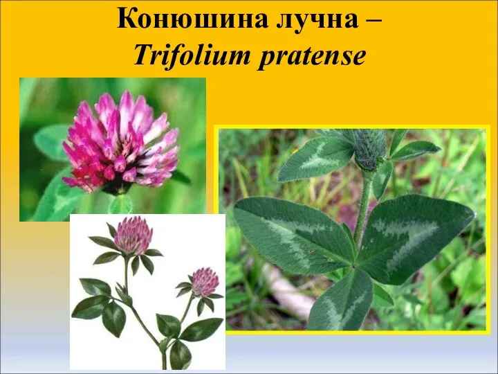 Конюшина лучна – Trifolium pratense