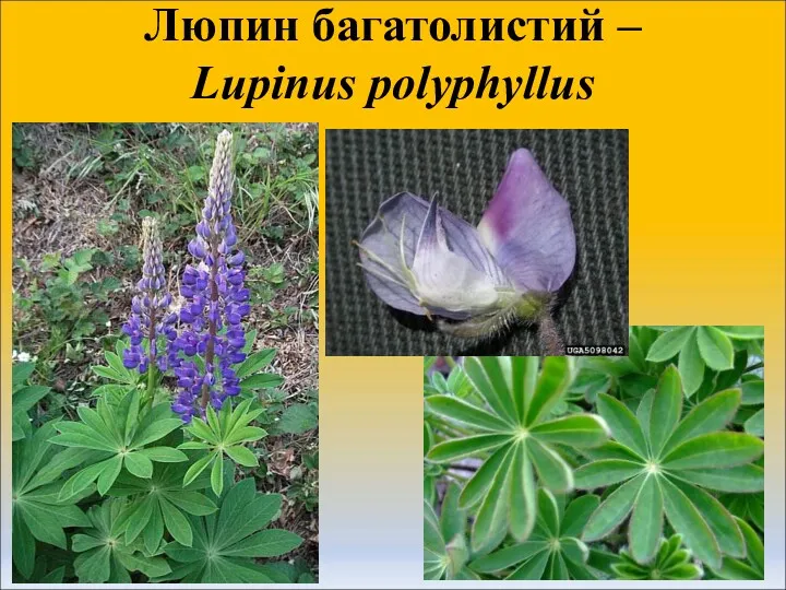 Люпин багатолистий – Lupinus polyphyllus
