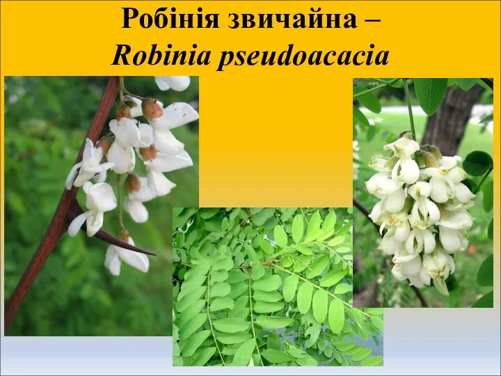Робінія звичайна – Robinia pseudoacacia