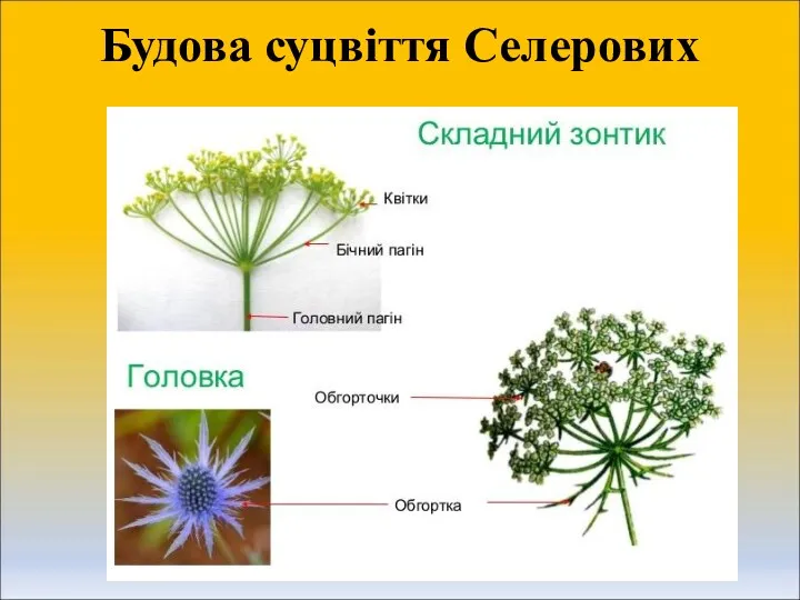 Будова суцвіття Селерових