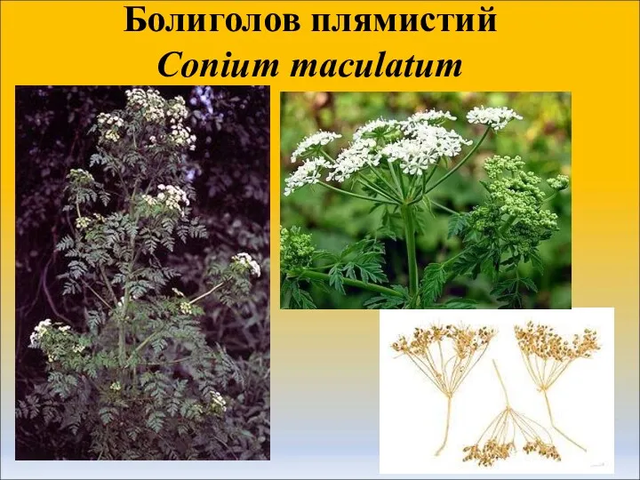 Болиголов плямистий Conium maculatum