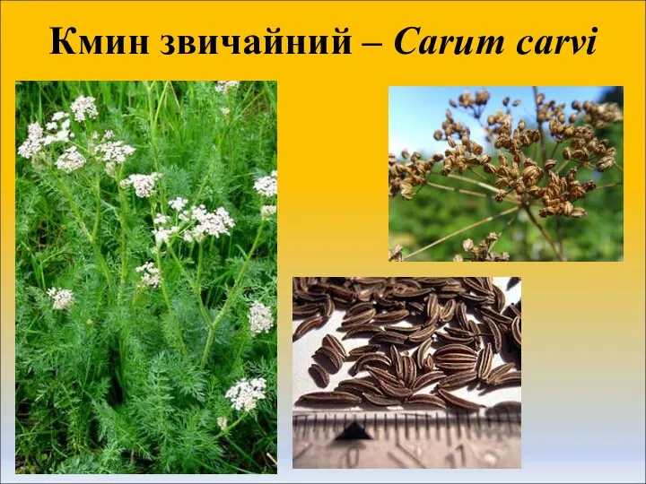 Кмин звичайний – Carum carvi