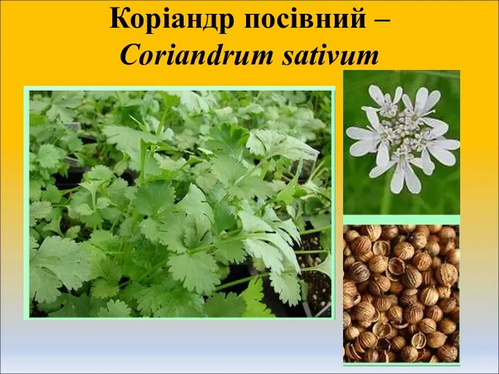 Коріандр посівний – Coriandrum sativum
