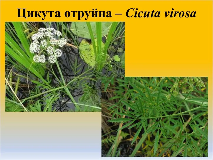 Цикута отруйна – Cicuta virosa