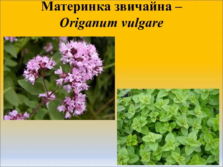 Материнка звичайна – Origanum vulgare