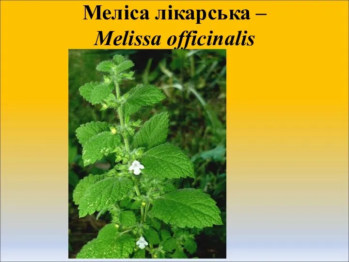 Меліса лікарська – Melissa officinalis