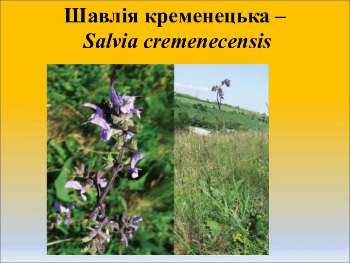 Шавлія кременецька – Salvia cremenecensis
