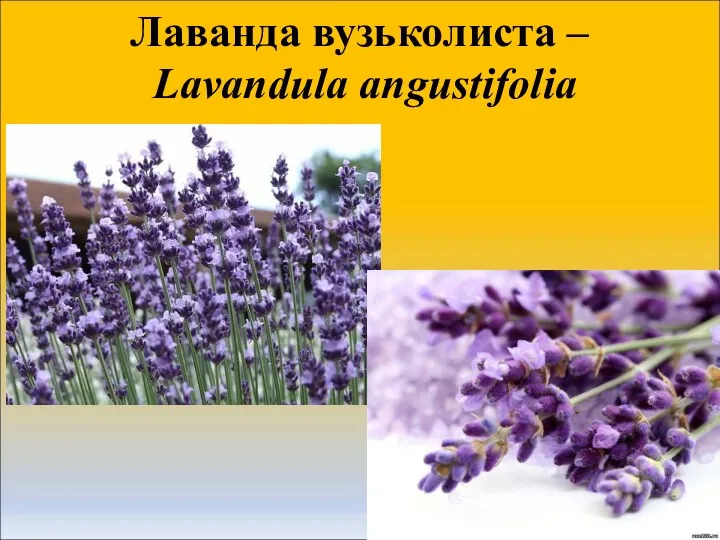 Лаванда вузьколиста – Lavandula angustifolia