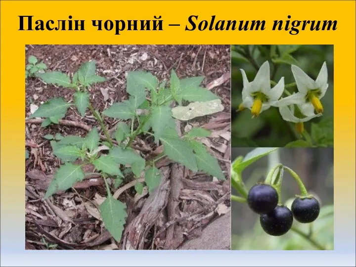 Паслін чорний – Solanum nigrum