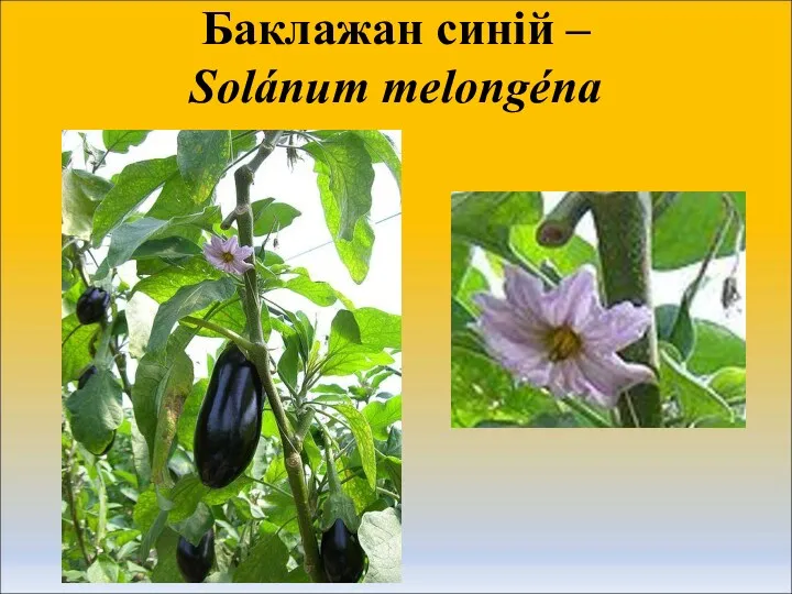 Баклажан синій – Solánum melongéna