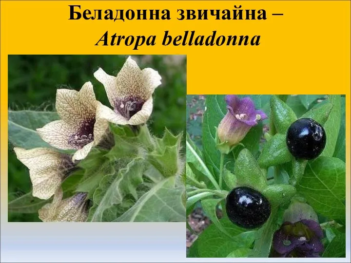 Беладонна звичайна – Atropa belladonna