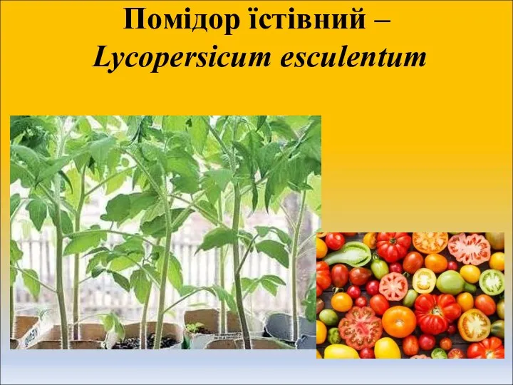 Помідор їстівний – Lycopersicum esculentum