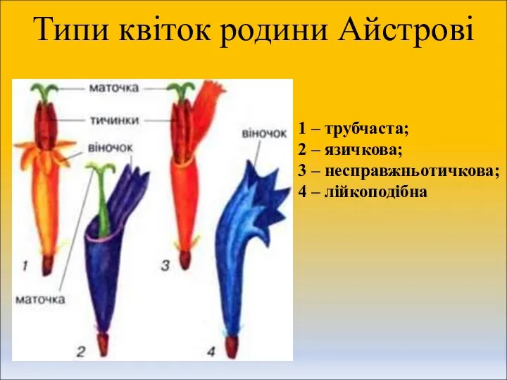 Типи квіток родини Айстрові 1 – трубчаста; 2 – язичкова; 3 – несправжньотичкова; 4 – лійкоподібна