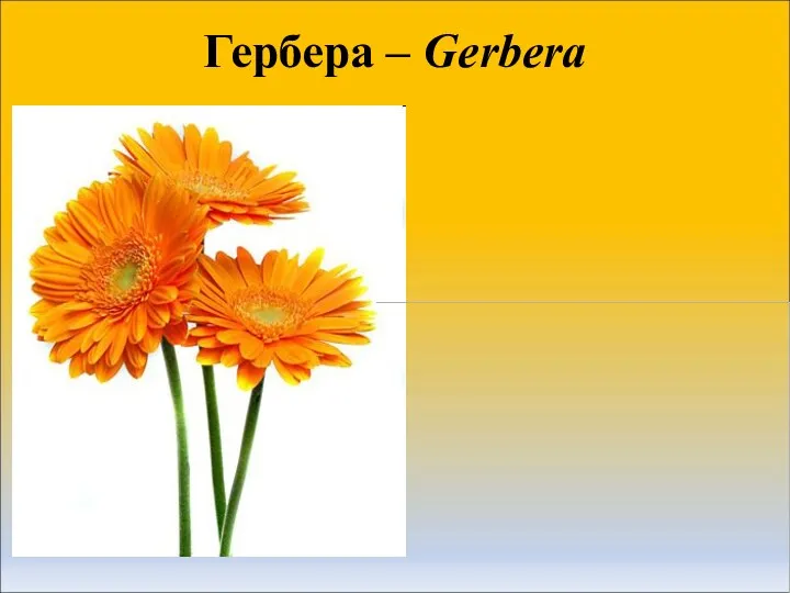 Гербера – Gerbera