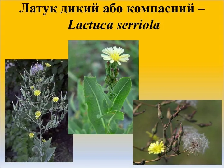 Латук дикий або компасний – Lactuca serriola