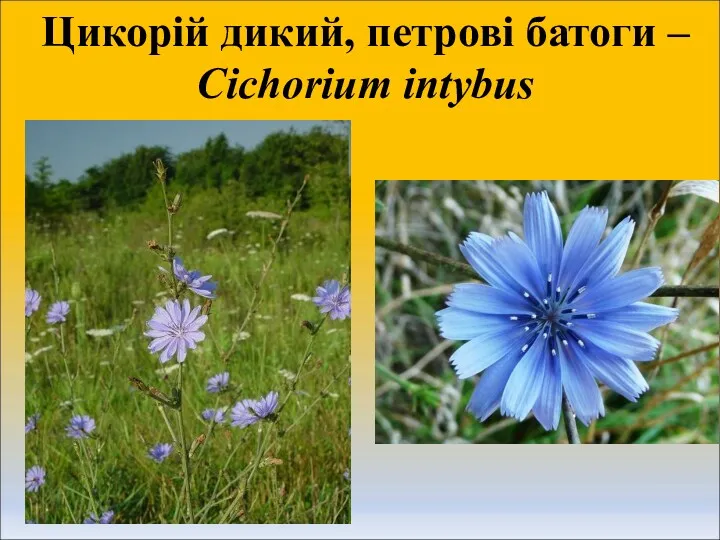 Цикорій дикий, петрові батоги – Cichorium intybus