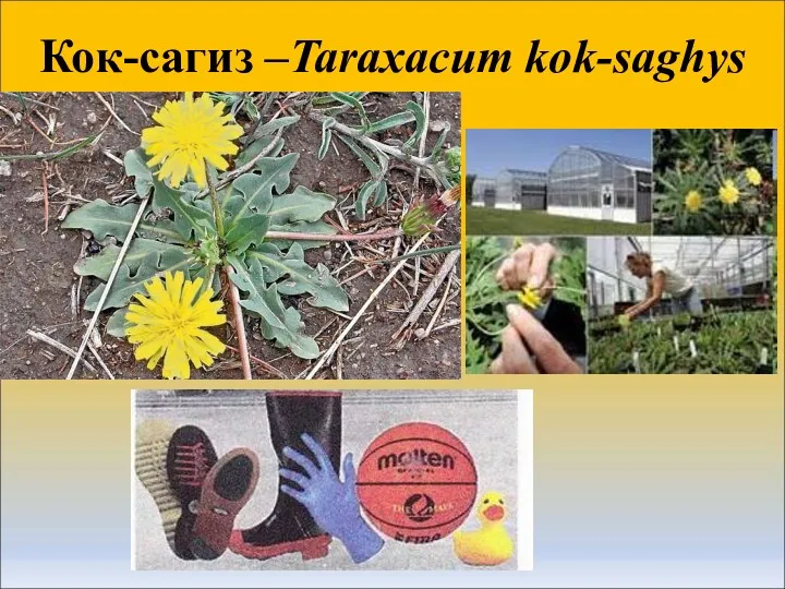 Кок-сагиз –Taraxacum kok-saghys