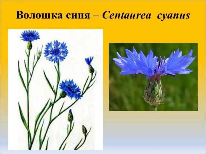 Волошка синя – Centaurea cyanus