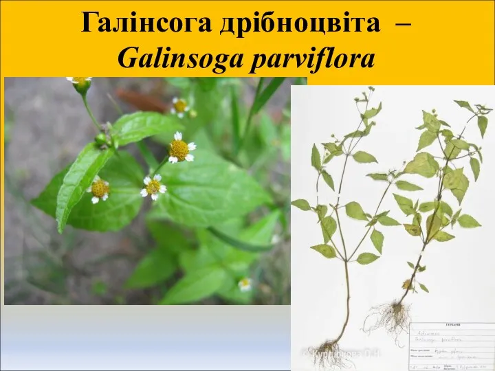 Галінсога дрібноцвіта – Galinsoga parviflora
