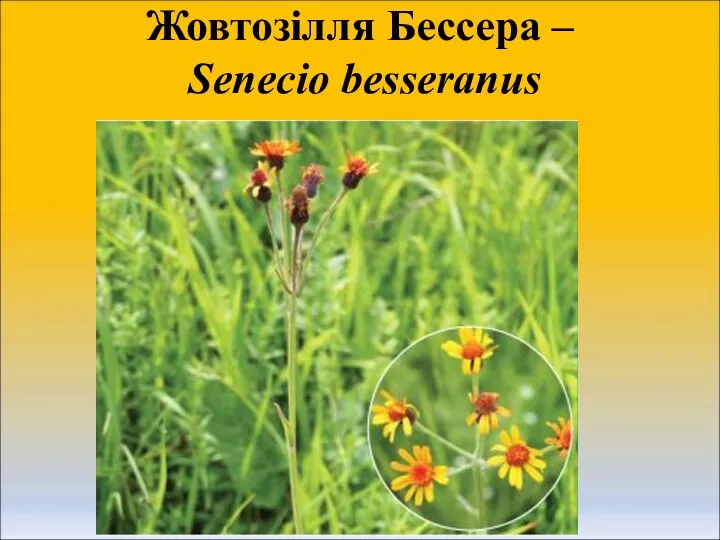 Жовтозілля Бессера – Senecio besseranus