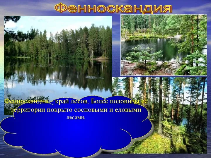 Фенноскандия Фенноскандия – край лесов. Более половины её территории покрыто сосновыми и еловыми лесами.