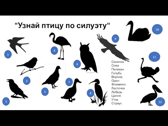 "Узнай птицу по силуэту" Синичка Сова Пеликан Голубь Ворона Орел