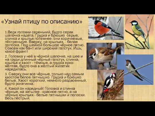 «Узнай птицу по описанию» 1.Верх головки серенький, будто серая шапочка