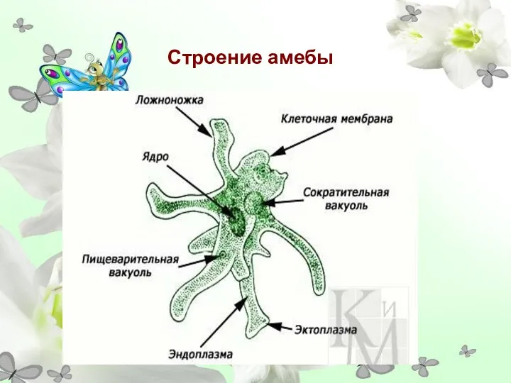 Строение амебы