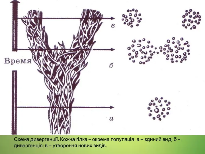 Схема дивергенції. Кожна гілка – окрема популяція: а – єдиний