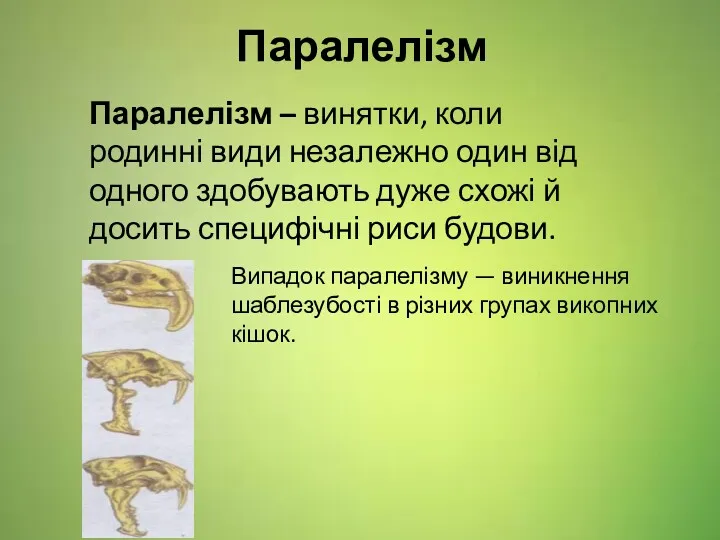 Паралелізм Паралелізм – винятки, коли родинні види незалежно один від