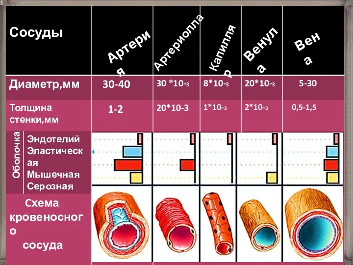 Артерия Артериолла Капилляр Венула Вена Оболочка