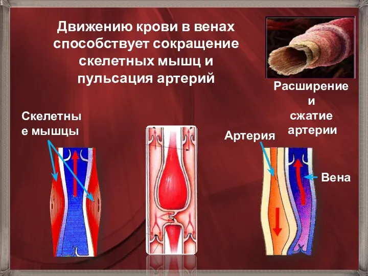Расширение и сжатие артерии Движению крови в венах способствует сокращение