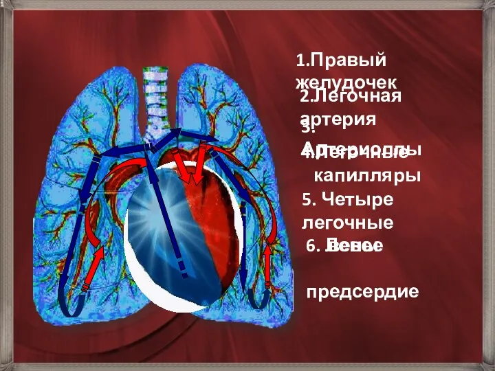 6. Левое предсердие 1.Правый желудочек 2.Легочная артерия 3.Артериоллы 4.Легочные капилляры 5. Четыре легочные вены