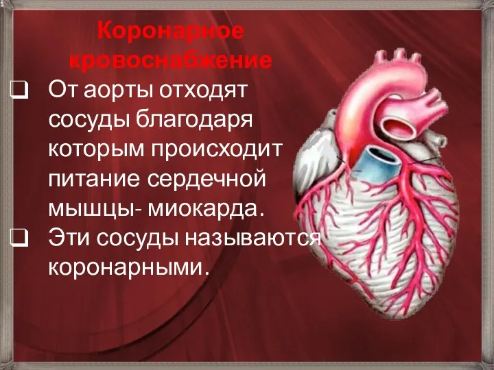 Коронарное кровоснабжение От аорты отходят сосуды благодаря которым происходит питание