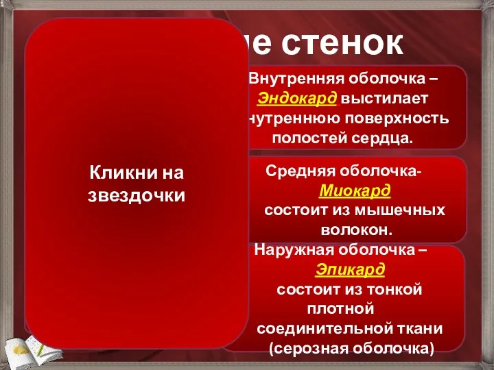 Строение стенок сердца Внутренняя оболочка –Эндокард выстилает внутреннюю поверхность полостей