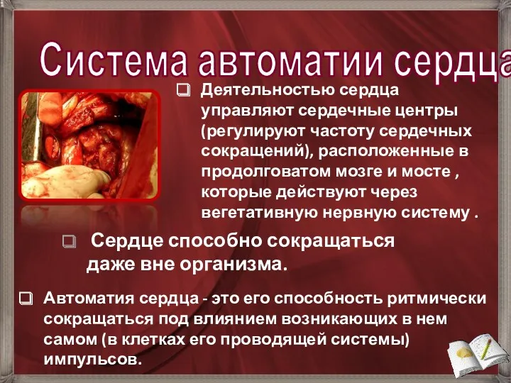 Система автоматии сердца Сердце способно сокращаться даже вне организма. Автоматия