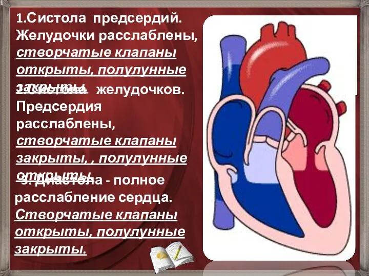 1.Систола предсердий. Желудочки расслаблены, створчатые клапаны открыты, полулунные закрыты. 2.Систола