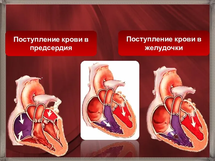 Поступление крови в желудочки Поступление крови в предсердия