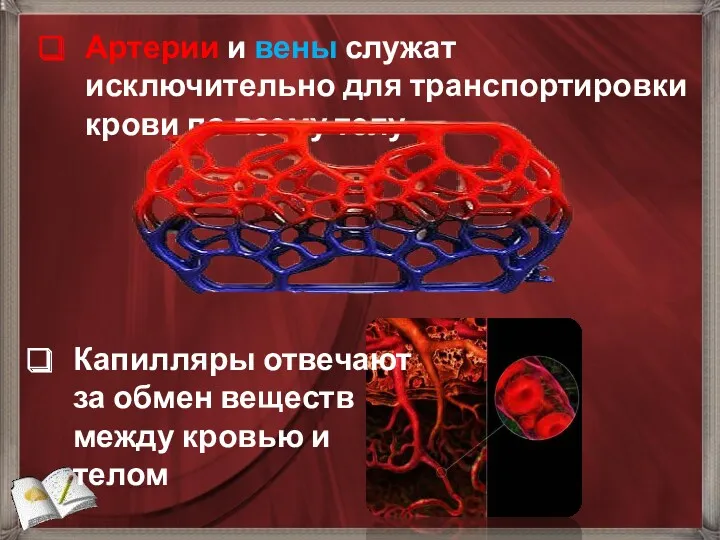 Артерии и вены служат исключительно для транспортировки крови по всему