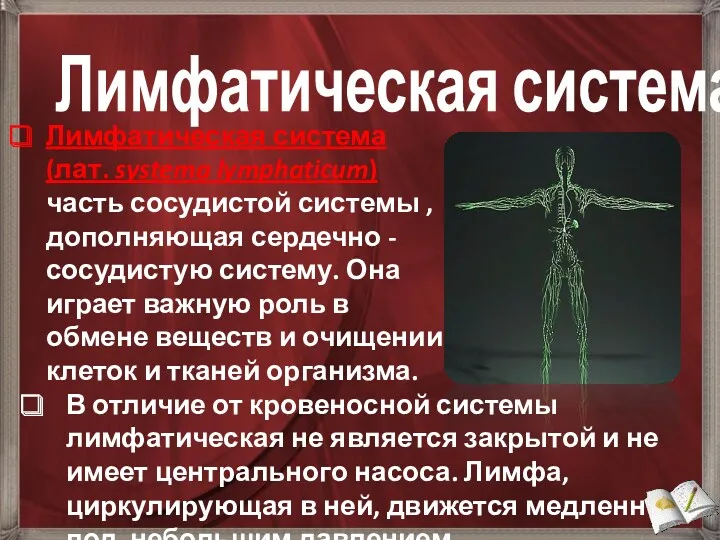 Лимфатическая система (лат. systema lymphaticum) часть сосудистой системы , дополняющая