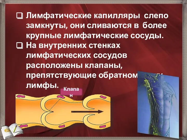 Лимфатические капилляры слепо замкнуты, они сливаются в более крупные лимфатические