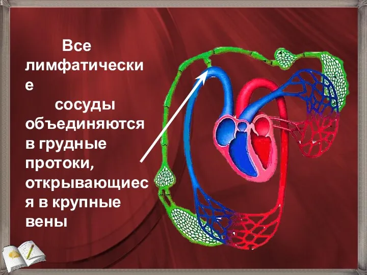 Все лимфатические сосуды объединяются в грудные протоки, открывающиеся в крупные вены