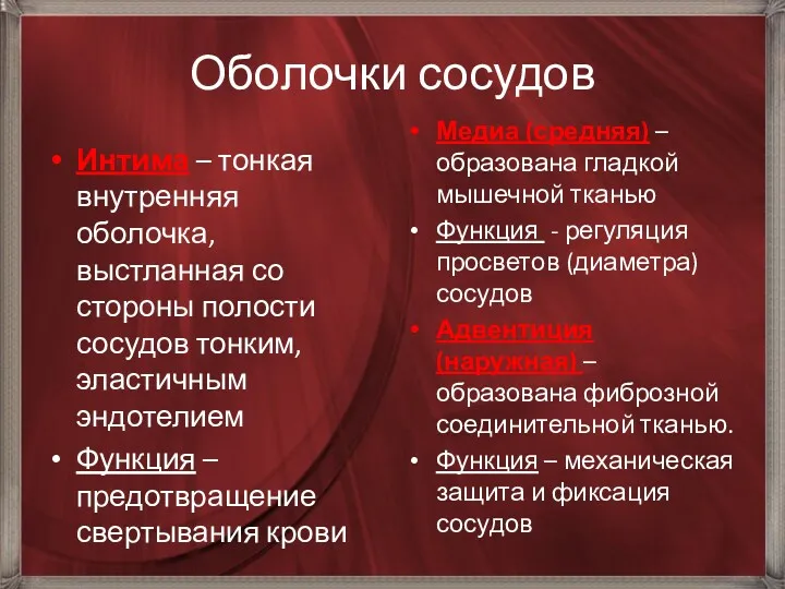 Оболочки сосудов Интима – тонкая внутренняя оболочка, выстланная со стороны