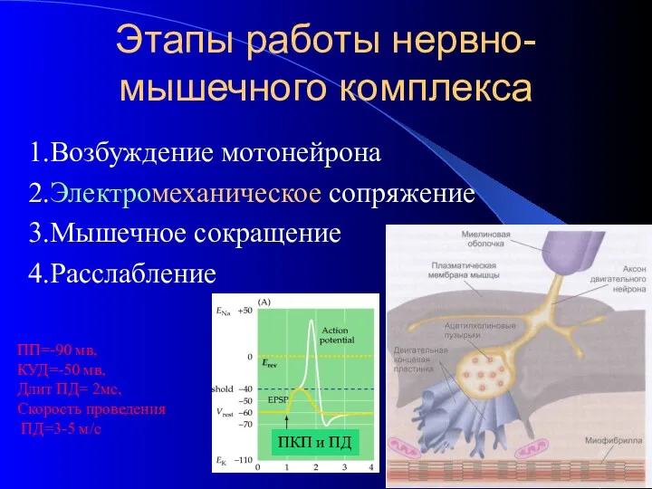 Этапы работы нервно-мышечного комплекса 1.Возбуждение мотонейрона 2.Электромеханическое сопряжение 3.Мышечное сокращение 4.Расслабление ПП=-90 мв,