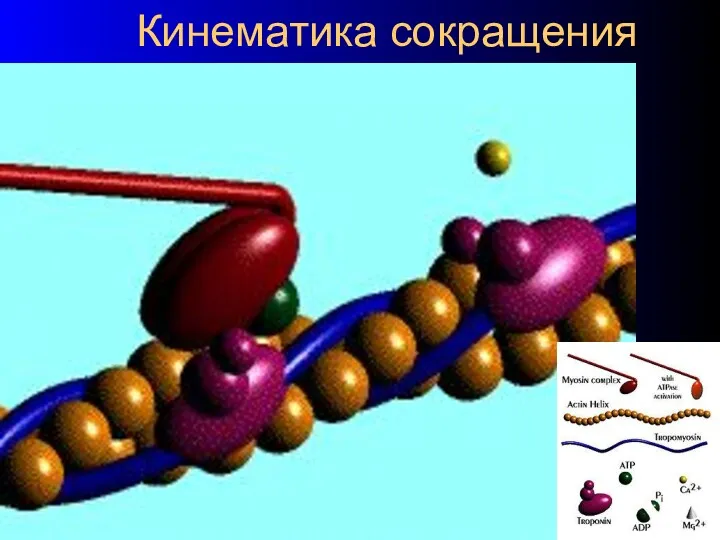 Кинематика сокращения