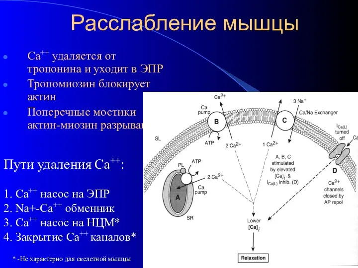 Расслабление мышцы Са++ удаляется от тропонина и уходит в ЭПР Тропомиозин блокирует актин